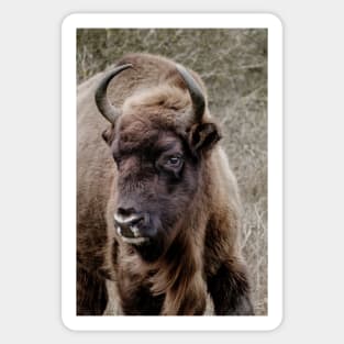 European bison portrait Sticker